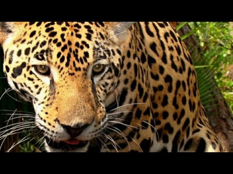 Jogo do bicho sonhar com onça e leao