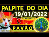 Palpite no jogo do bicho 01 10 19