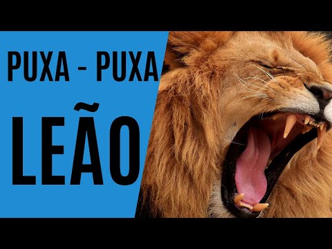 Qual o número do leão no jogo de bicho - JOGO DO BICHO