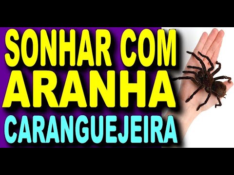 Sonhar com aranha jogo do bicho