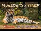 Sonhar com tigre atacando jogo do bicho