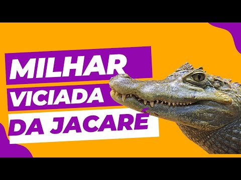 Domine o Jogo: Estratégias Infalíveis para Ganhar no Milhar Jacaré e Transformar Suas Apostas em Vitórias!